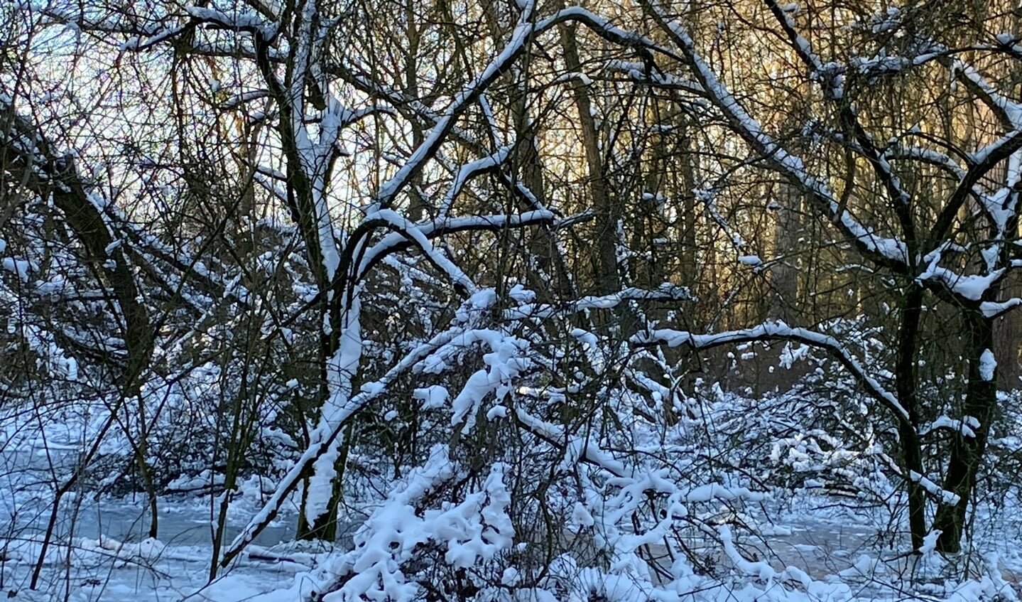 Winter in het Ewijkse bos.