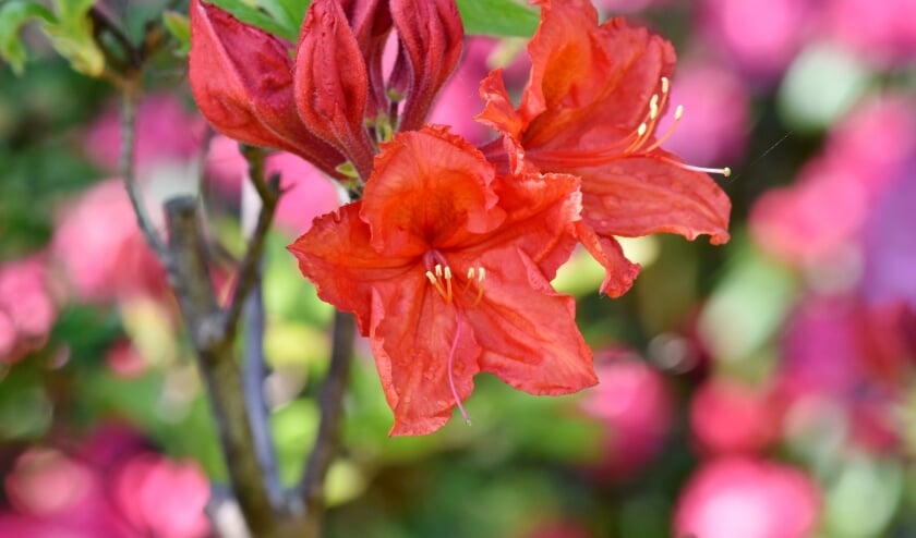 Rhododendron