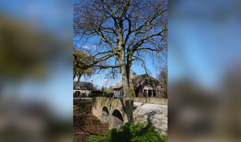 <p>De beukenboom vóór de kap.</p>