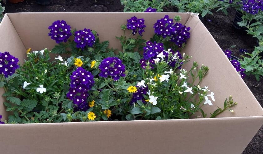 Jaarlijkse plantenactie van de kinderboerderij in Wamel