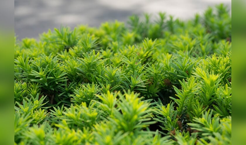 Taxus Taxi