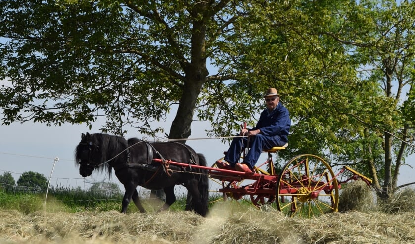 <p>Jan van Ooijen met zijn shetlander voor de wagen.</p>