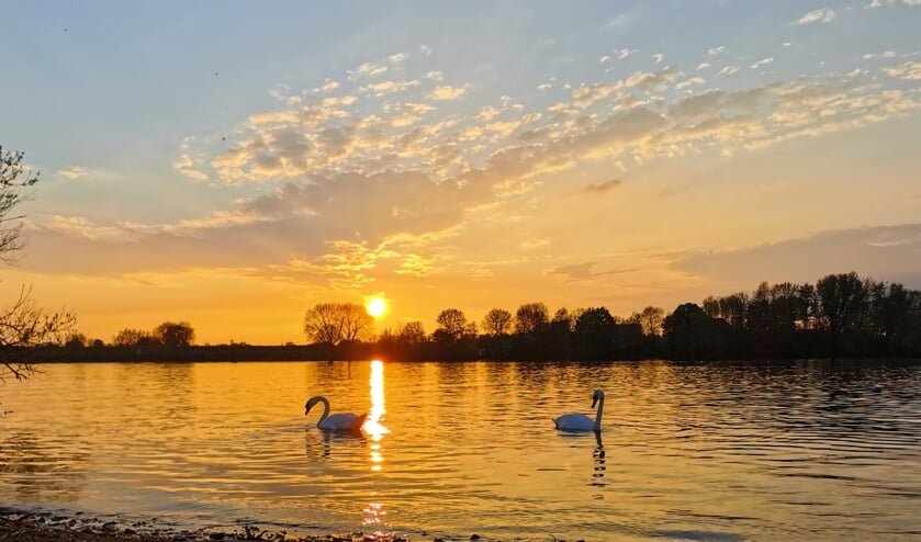 <p>Een koppel zwanen bij zonsondergang</p>
