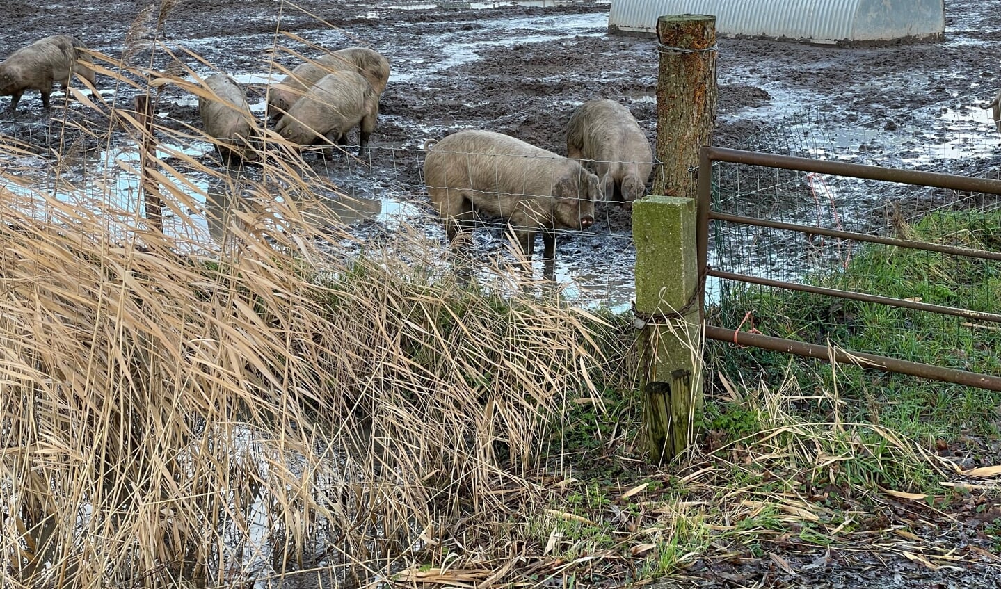 Varkens bij Kloosterboerderij van Buuren in Horssen