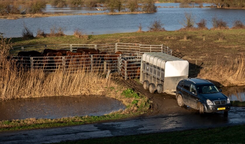 De runderen gaan naar een veilige hoogwater vluchtplaats.  