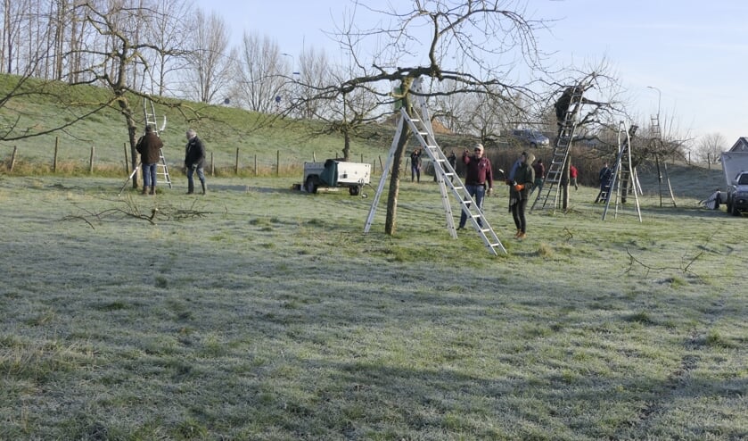 Vrijwilligers aan het werk met de hoogstammers in Wamel.