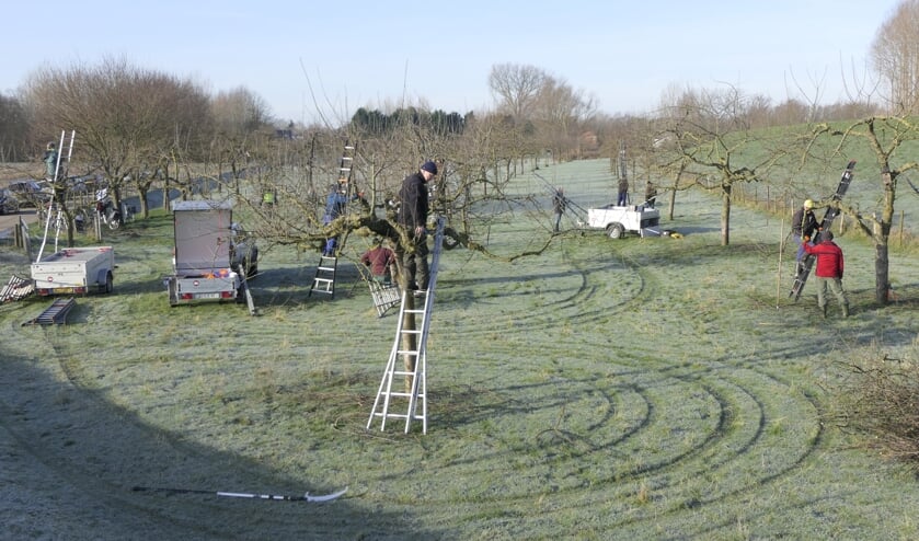Vrijwilligers aan het werk met de hoogstammers in Wamel.