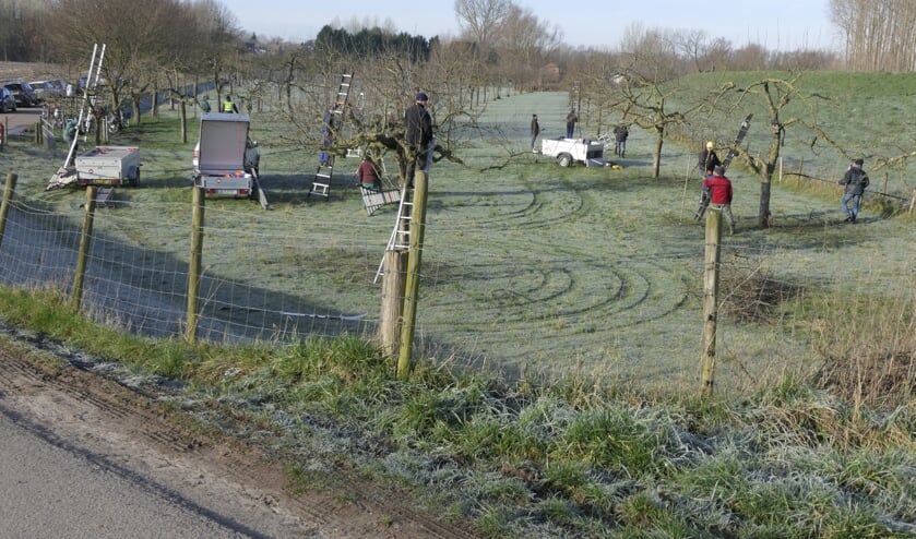 Vrijwilligers aan het werk met de hoogstammers in Wamel.