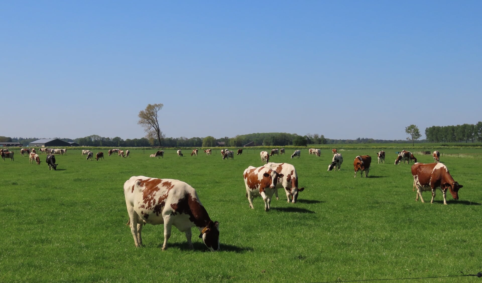 Koeien in de wei met strak blauwe lucht, een mooi Hollands plaatje.