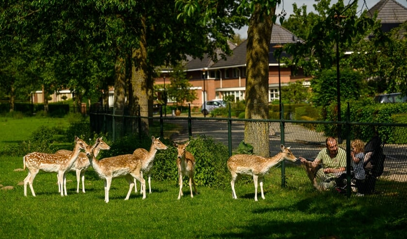 De hertenweide aan de Roodhekkenpas.