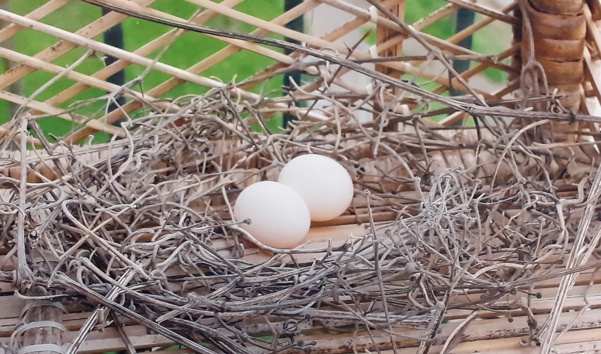 Twee eieren in een duivennest