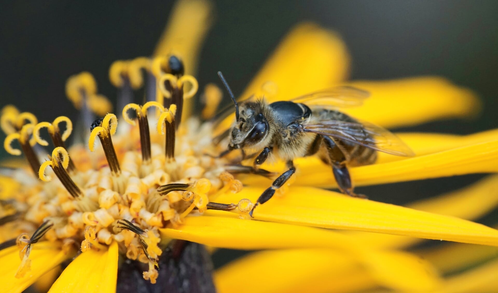Bijen verzamelen stuifmeel