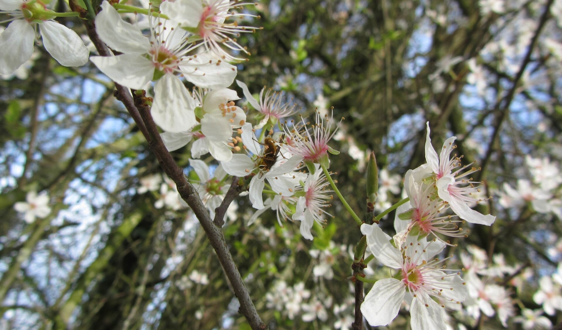 Lente