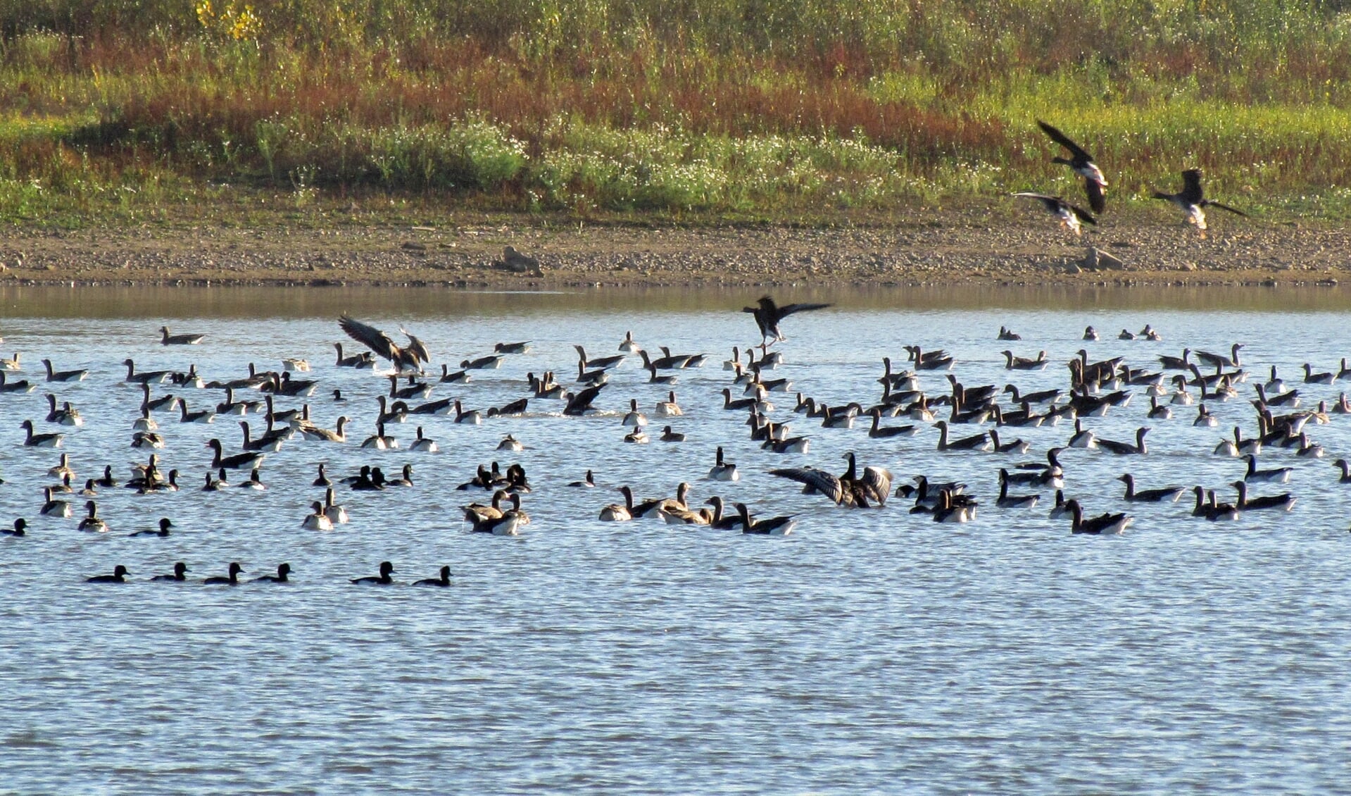 watervogels in de Kaliwaal