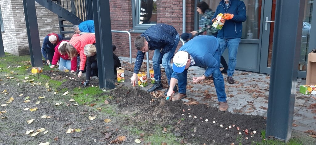 Rotaryclub Maas en Waal plant tulpenbollen