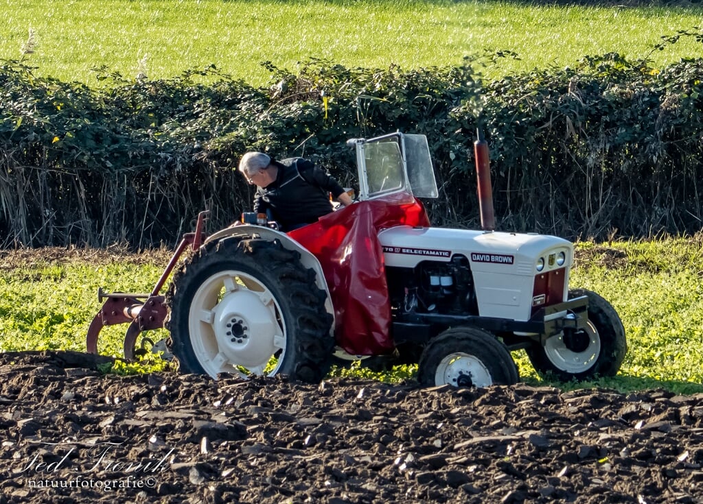 Historische tractoren ploegen een stuk lans aan de Maasdijk in Dreumel