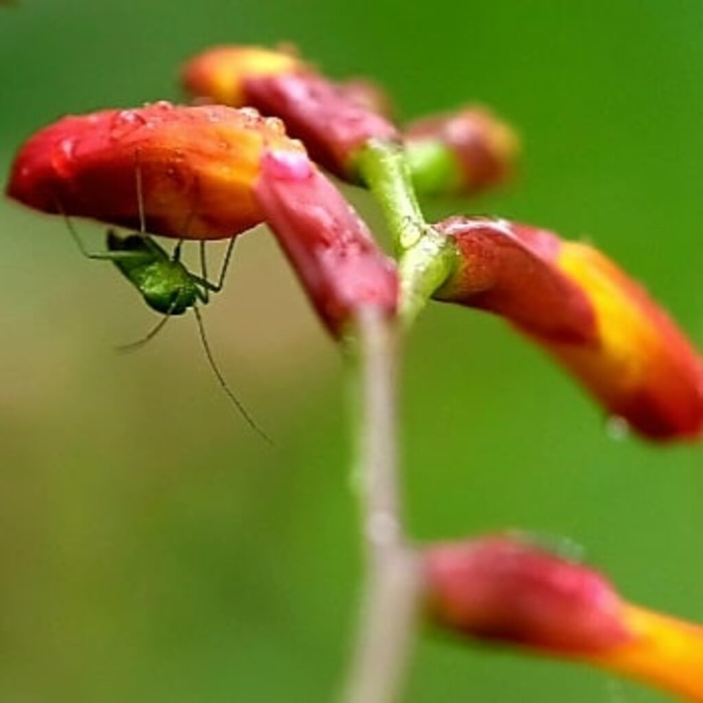 Insect schuilt voor de regen onder een stengel van een plant
