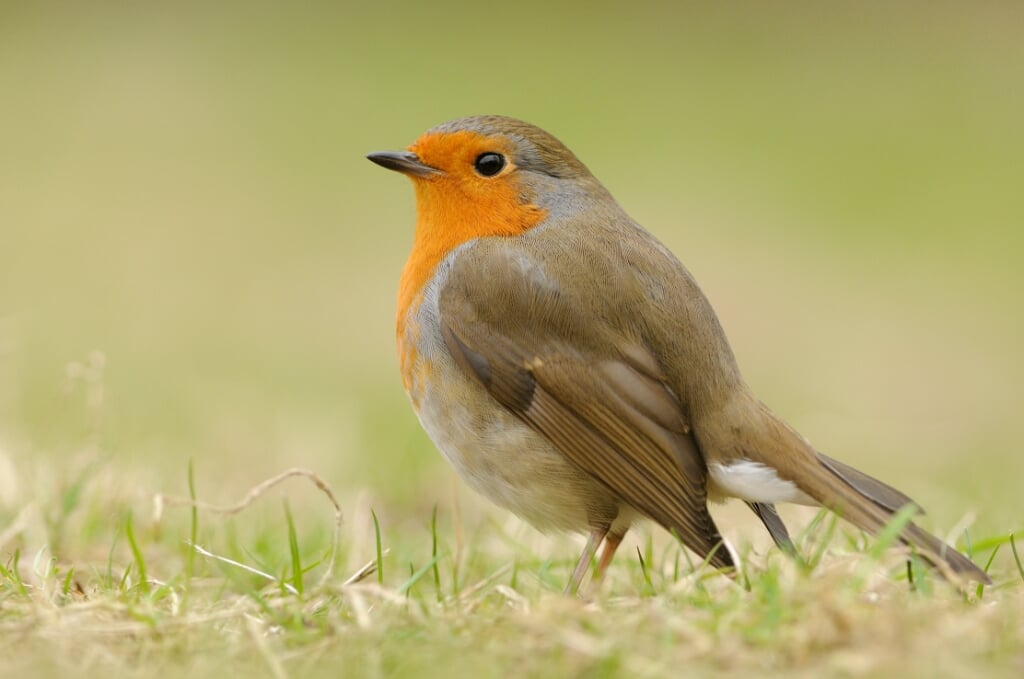 Roodborst foeragerend op de grond; European Robin foraging on the ground
