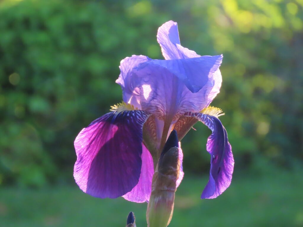 Een iris in de zon