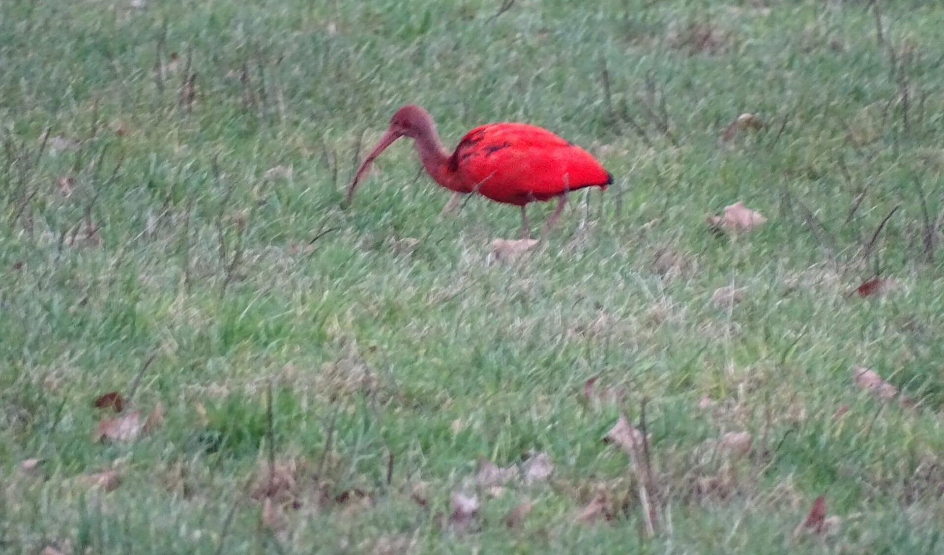 De foto van de rode ibis.
