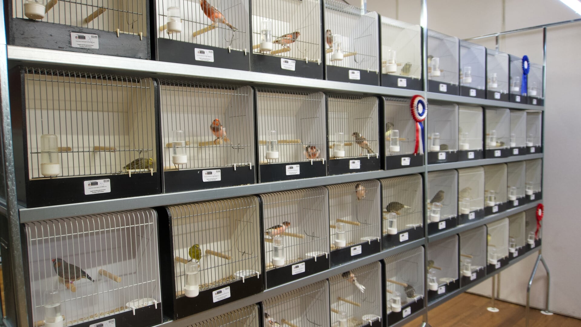 Een eerdere tentoonstelling van Fenix.