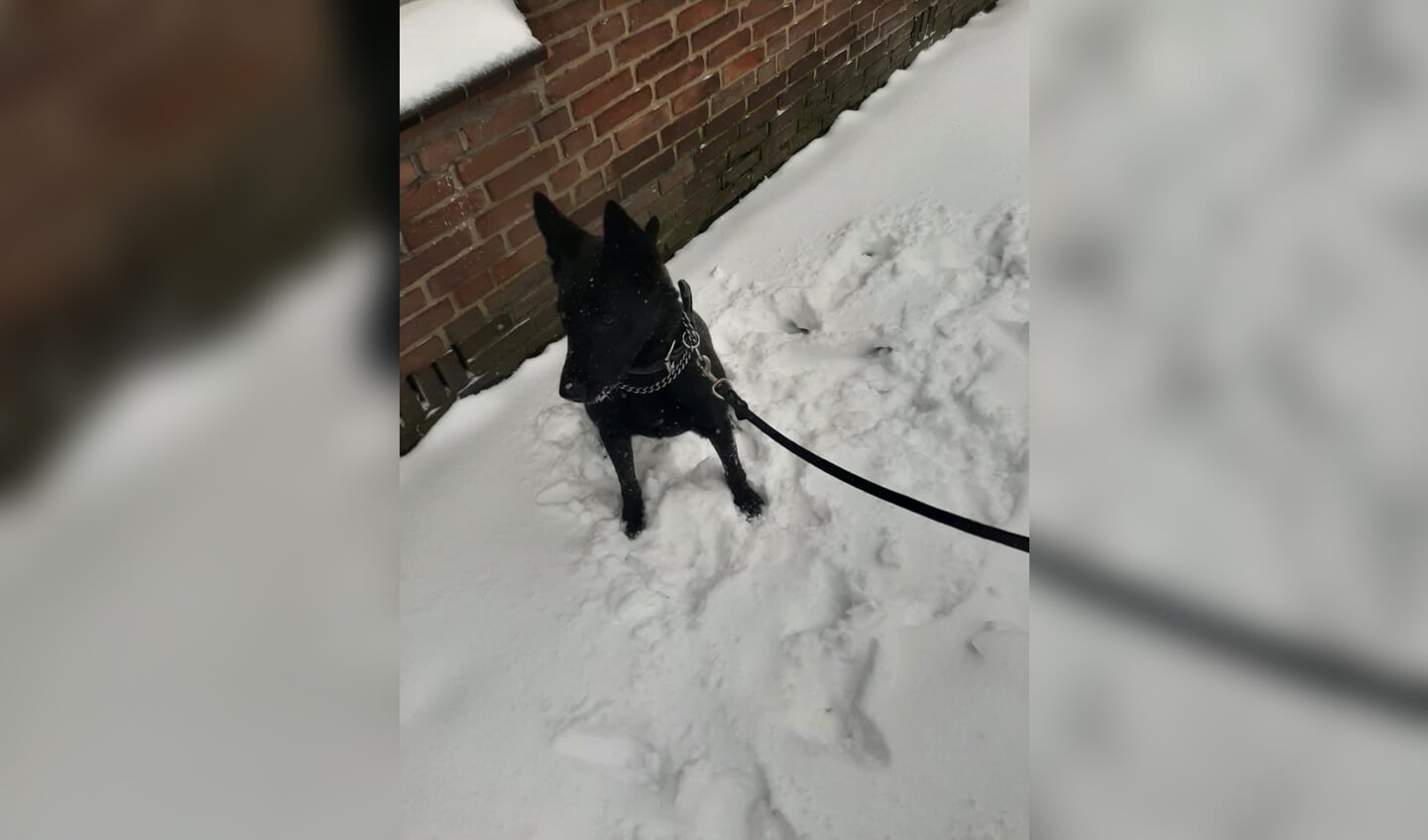 De eerste keer door de sneeuw wandelen met Yara.