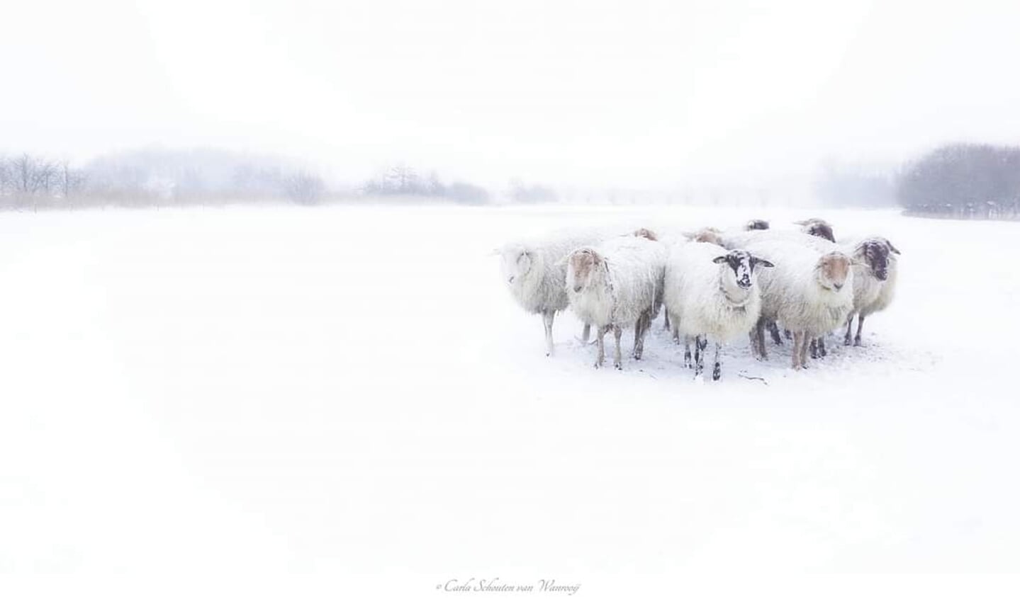 Ook deze schapen trotseren de sneeuw.