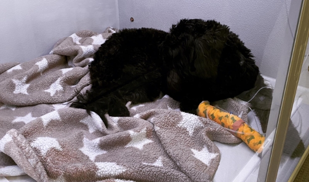 <p>Labradoodle Bobby in het ziekenhuis in Waalwijk</p>