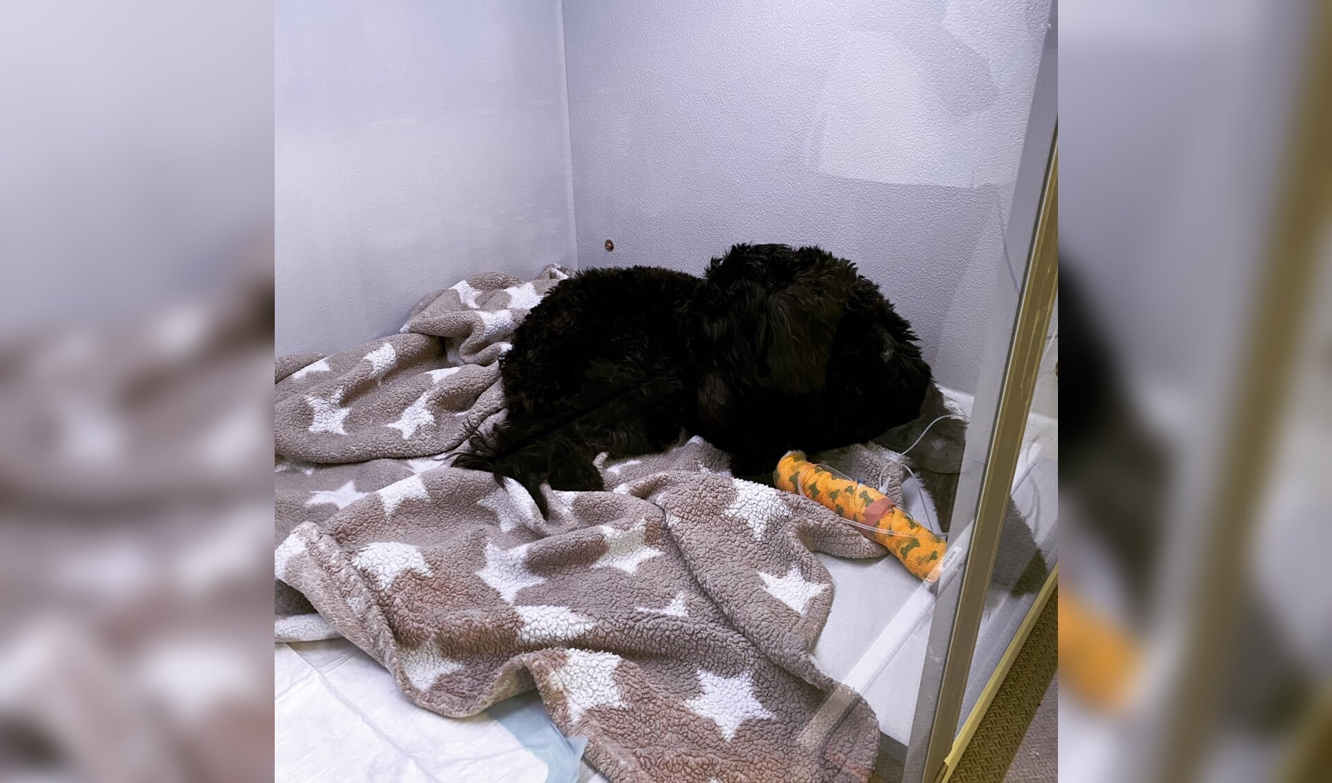 Labradoodle Bobby in het ziekenhuis in Waalwijk