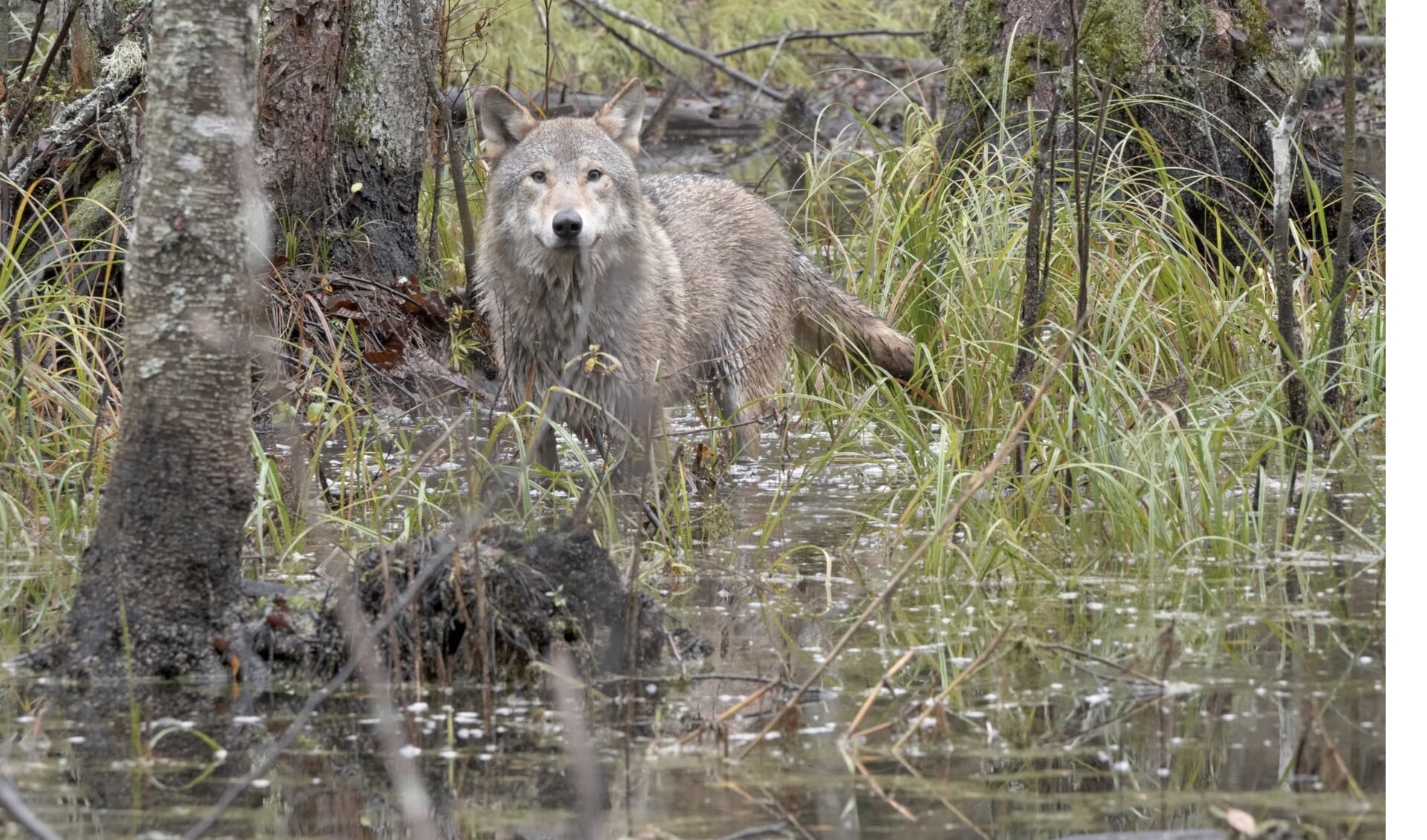 Een beeld uit de film 'Wolf'.