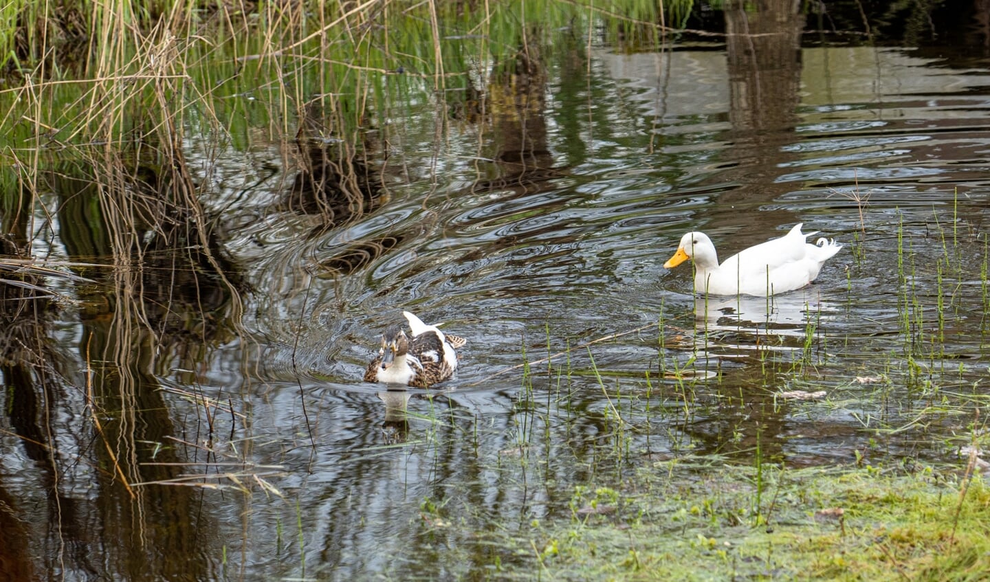 Wandeling in heempark de Blekert