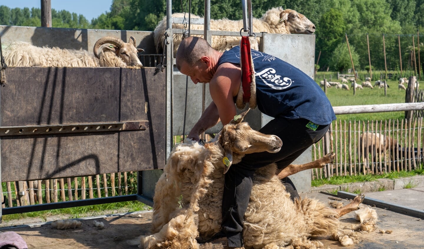 Schapen scheren bij Schaapskooi Schijndel