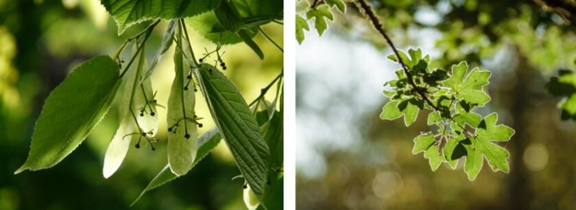 Door het aanplanten van rijk strooiselsoorten, zoals de linde en veldesdoorn, krijgt de bosbodem extra hulp om te herstellen. De rijke en makkelijk verteerbare bladeren van deze soorten dragen namelijk bij aan een voedzamere en beter werkende bodem.