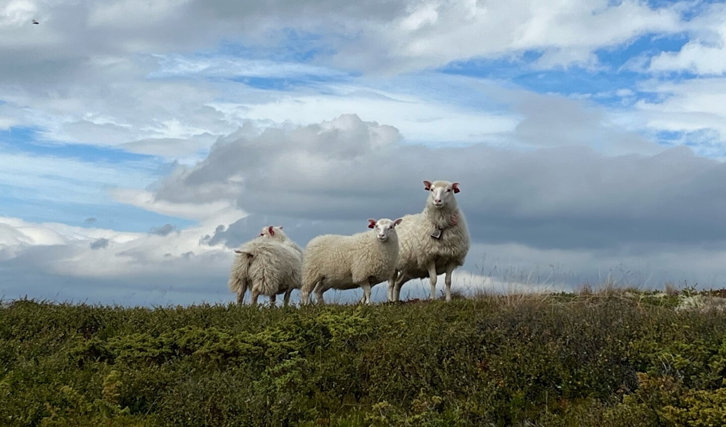 Tijdens een prachtige wandeling in Noorwegen deze schapen tegen gekomen.