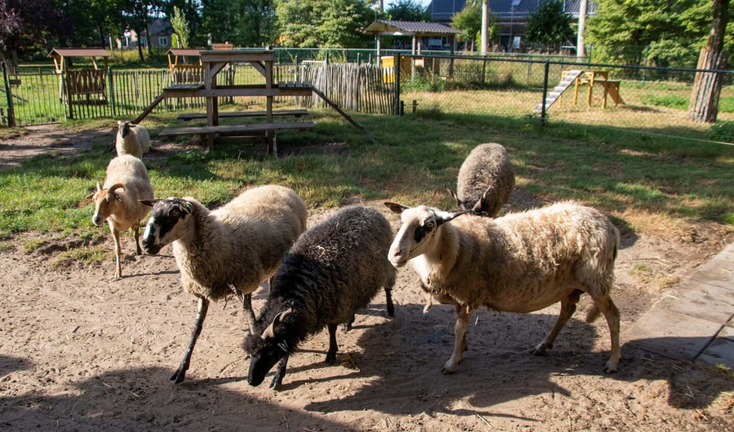 Een kijkje bij Het Dierenplein.