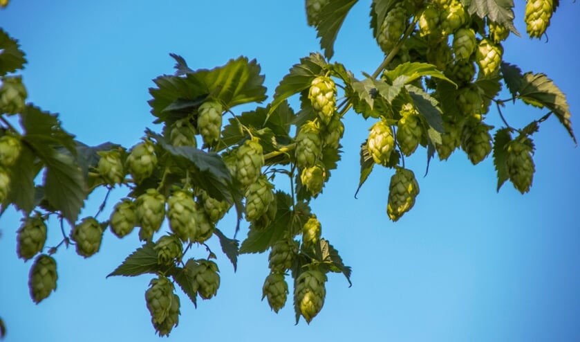 Start van het hopplukken bij de Schaapskooi