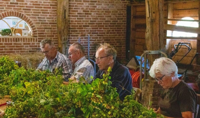 Start van het hopplukken bij de Schaapskooi