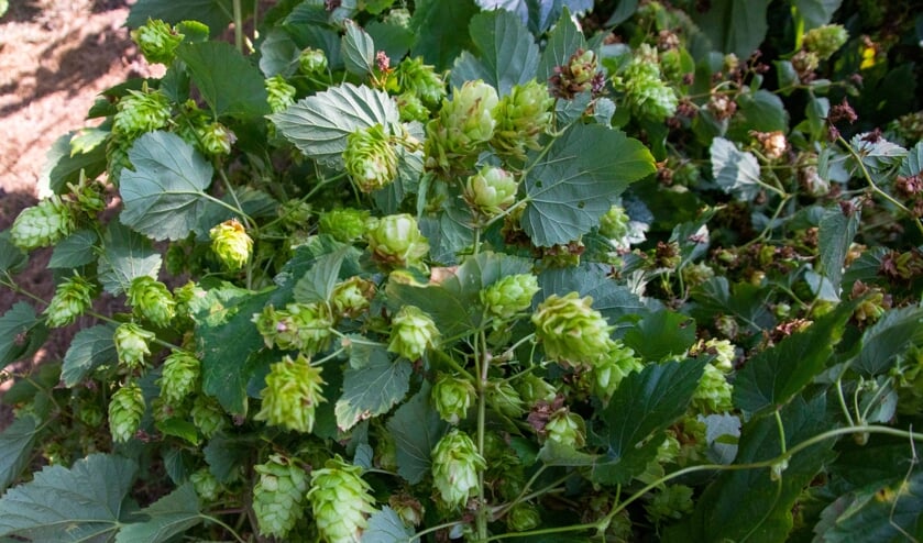 Eerste hop geplukt bij de Schaapskooi.