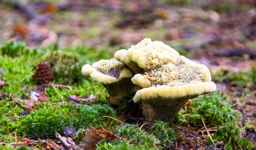 Het Wijboschbroek moet de natte natuurparel gaan blijven