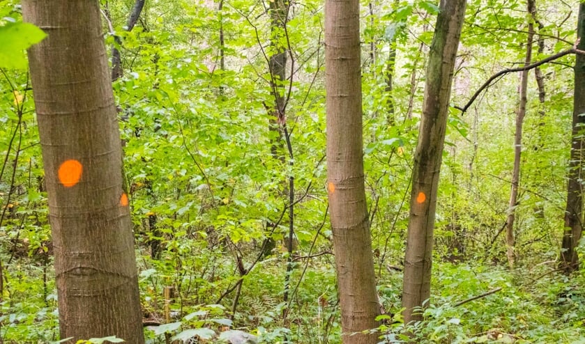 Het Wijboschbroek moet de natte natuurparel gaan blijven
