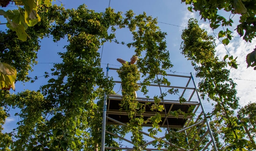 Eerste hop geplukt bij de Schaapskooi.