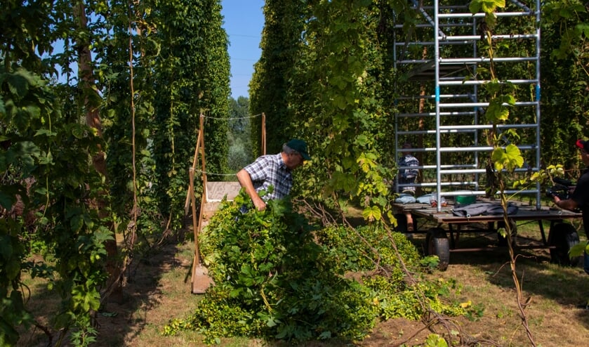 Eerste hop geplukt bij de Schaapskooi.