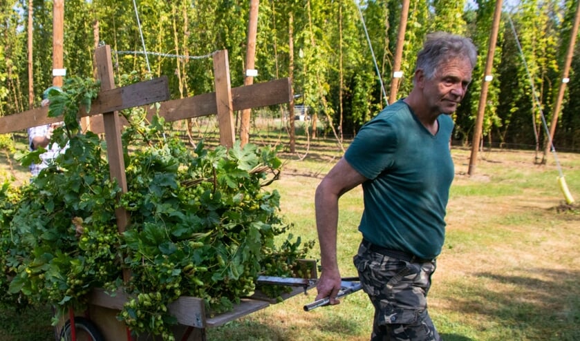 Start van het hopplukken bij de Schaapskooi