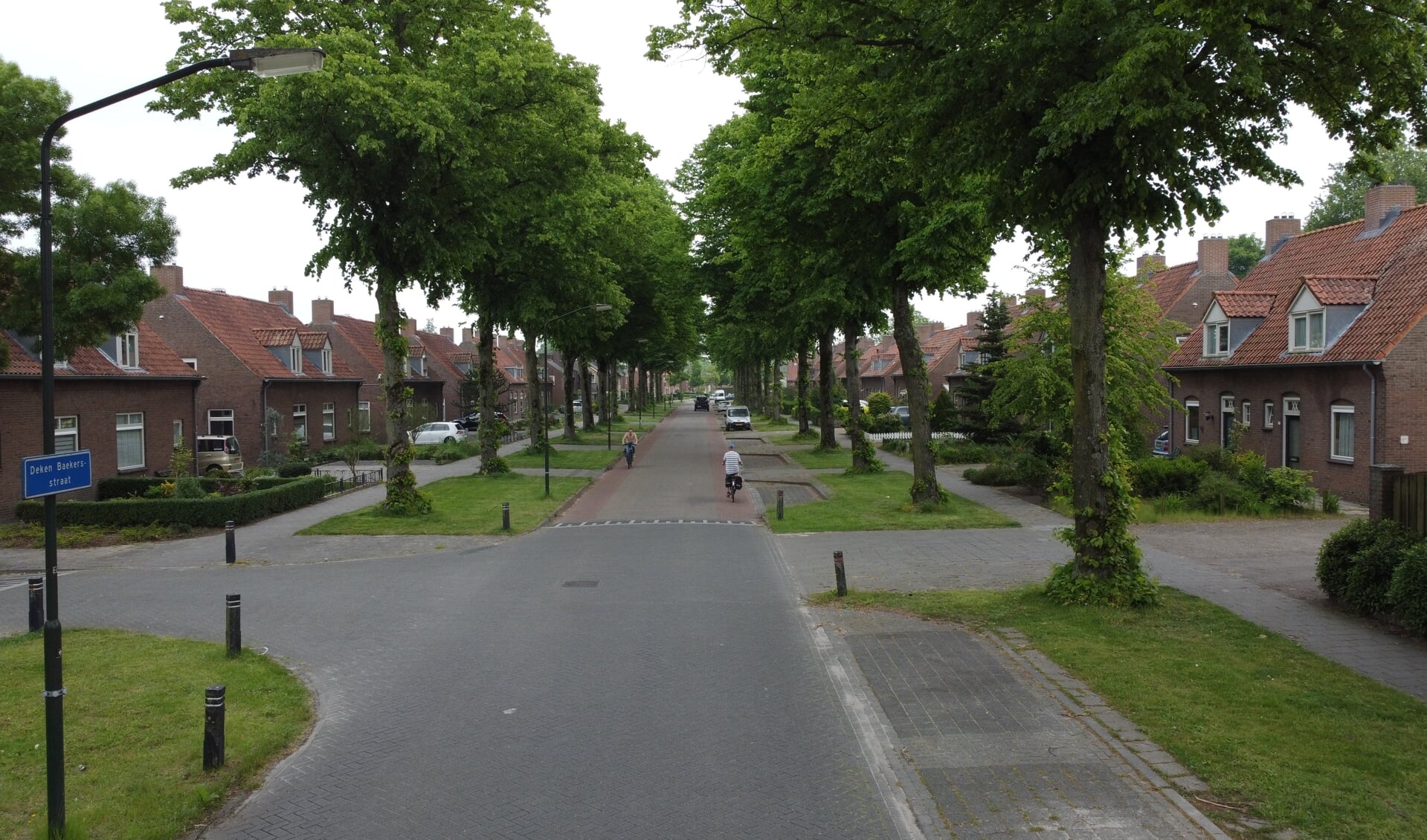 Lindebomen in de Deken Baekersstraat. Foto: Bas Ulehake.