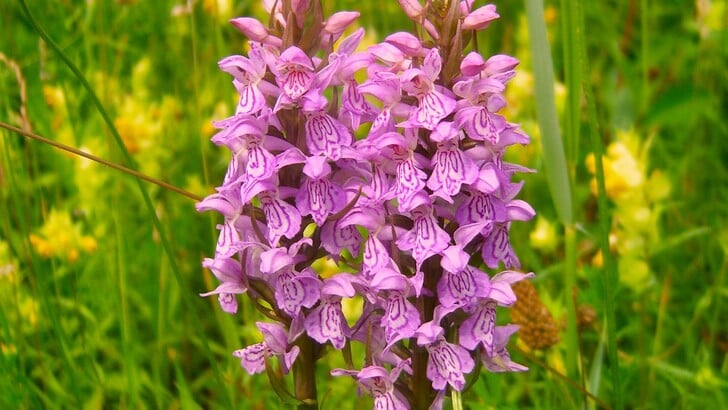 Een orchidee