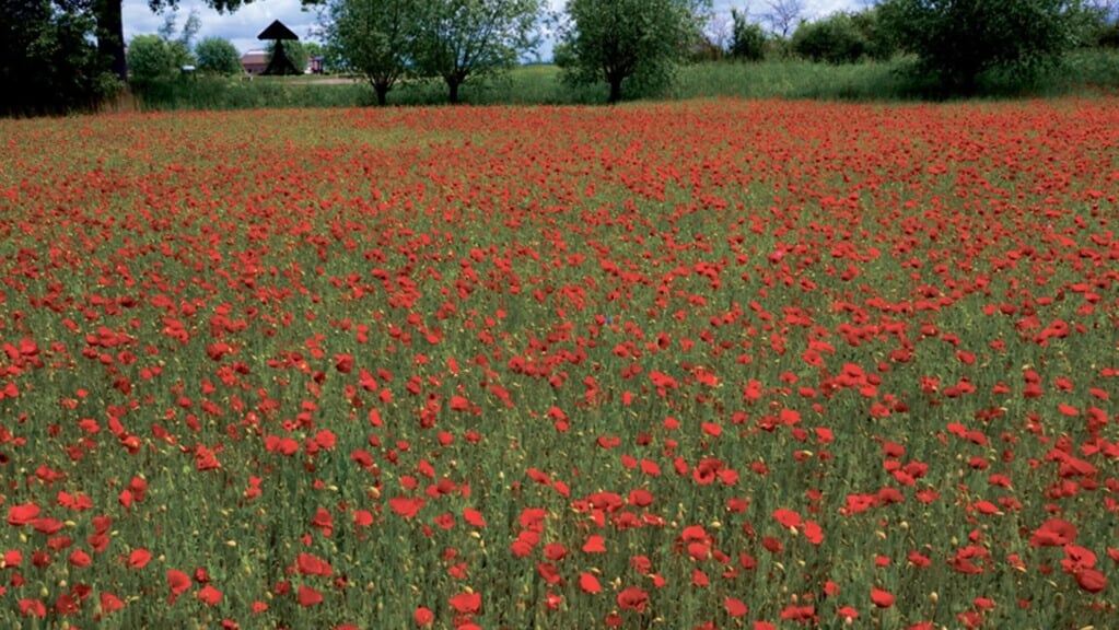 80 jaar bevrijding: “Het klaproosveld is het meest levendige monument ...