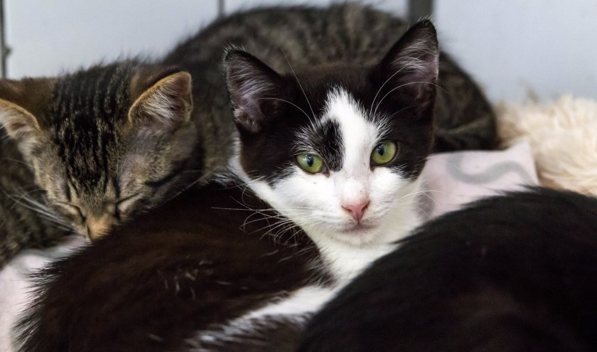 Kittens