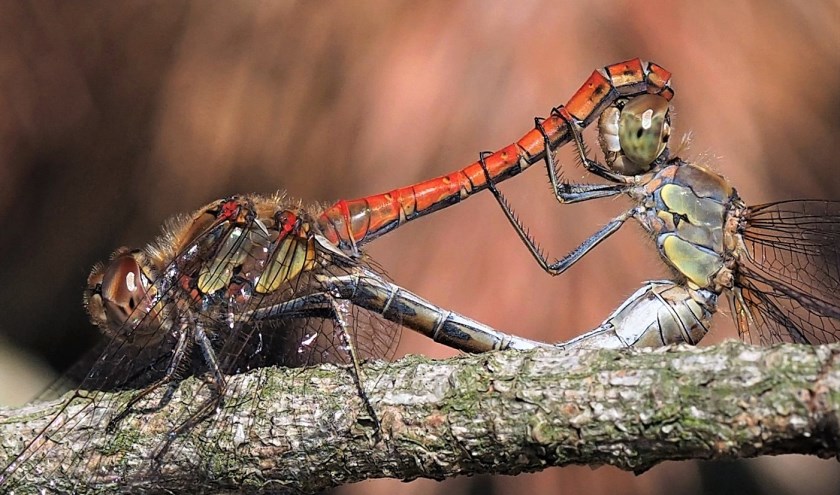 Heidelibel, foto: Wiel Zentjens