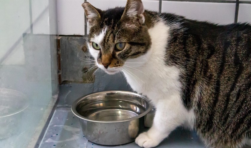 kater Dikkie