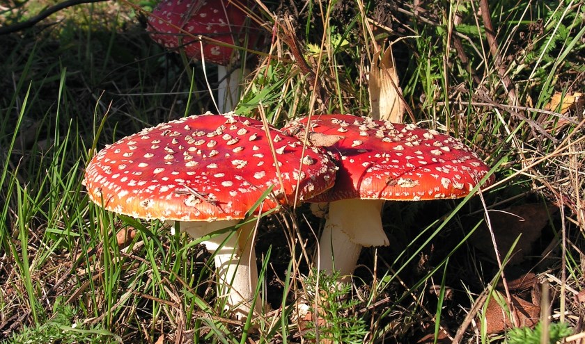 Vliegenzwam, foto: Jan de Bruijn